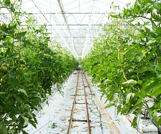 Vivero e Invernadero
